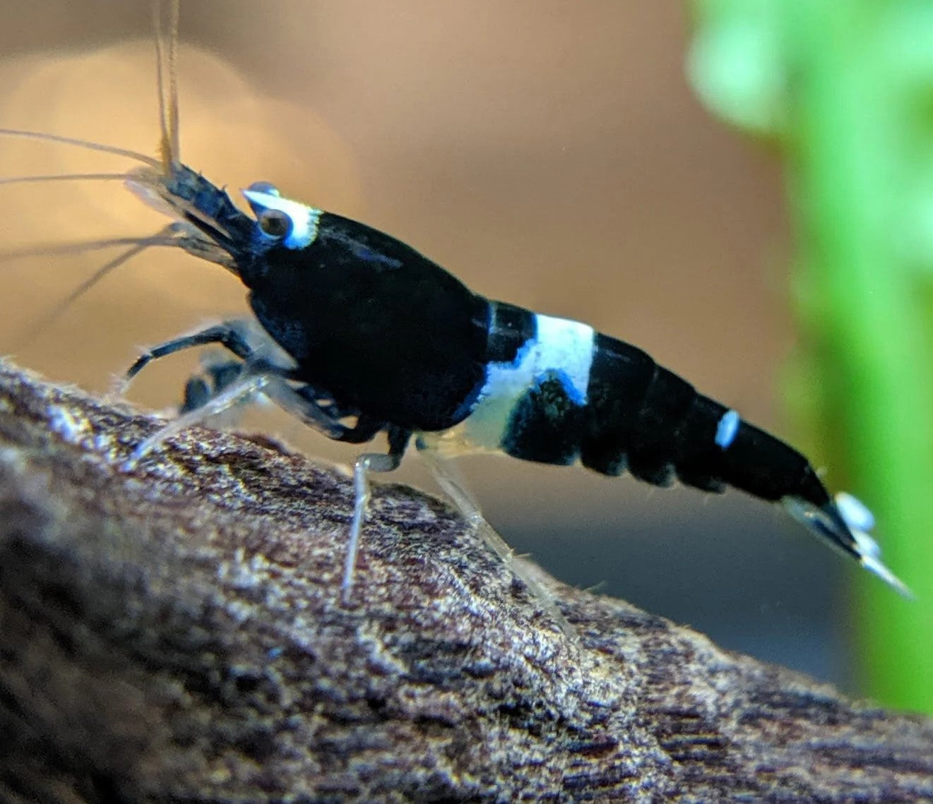 Blue King Kong Shrimp