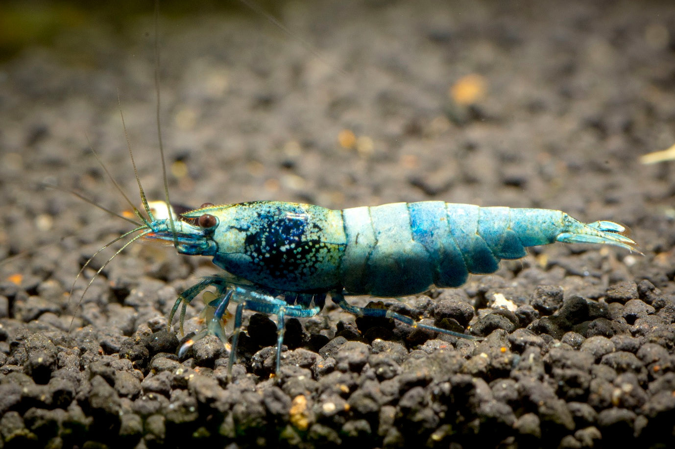 Blue Bolt Shrimp