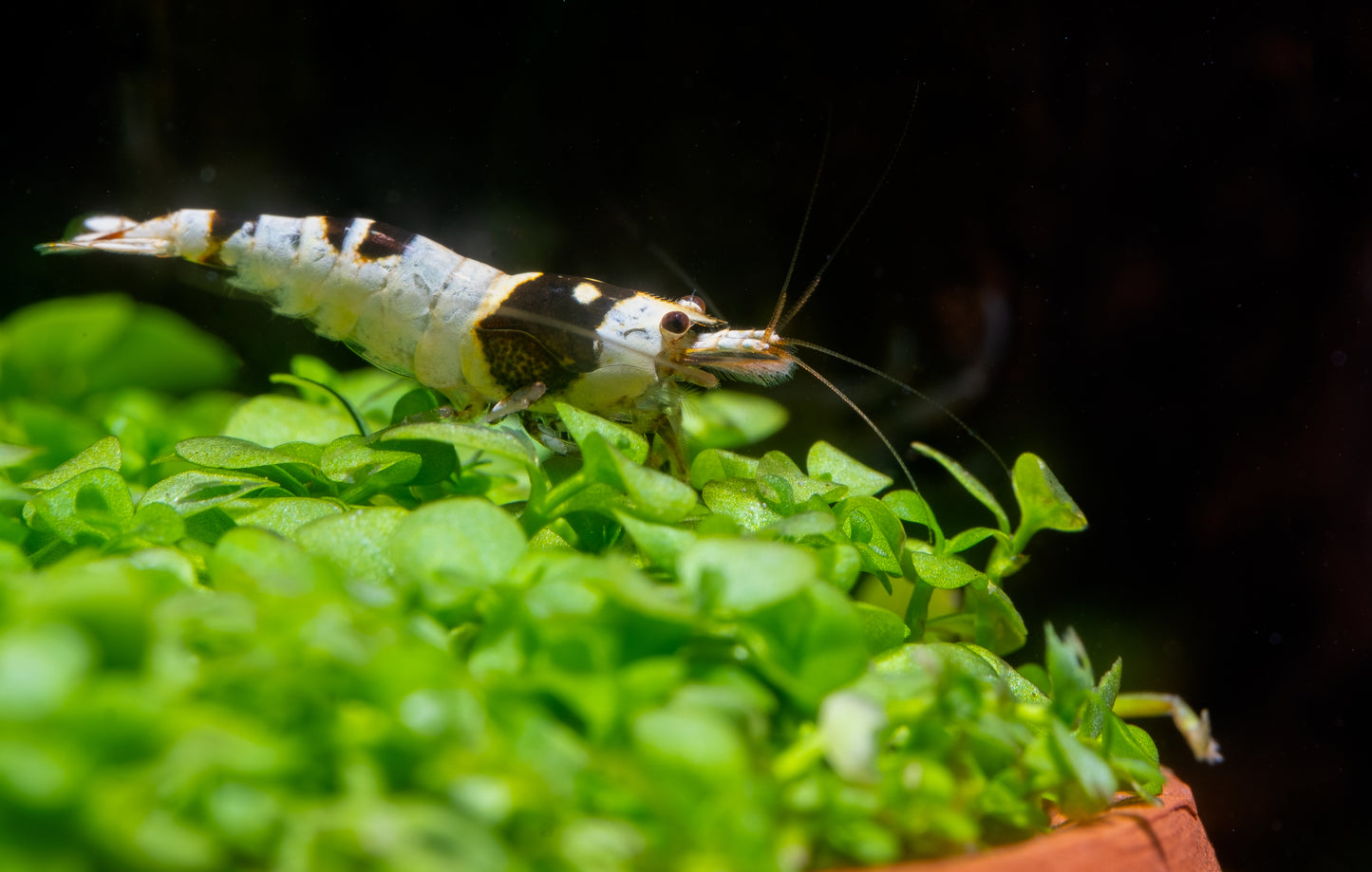 Crystal Black Shrimp