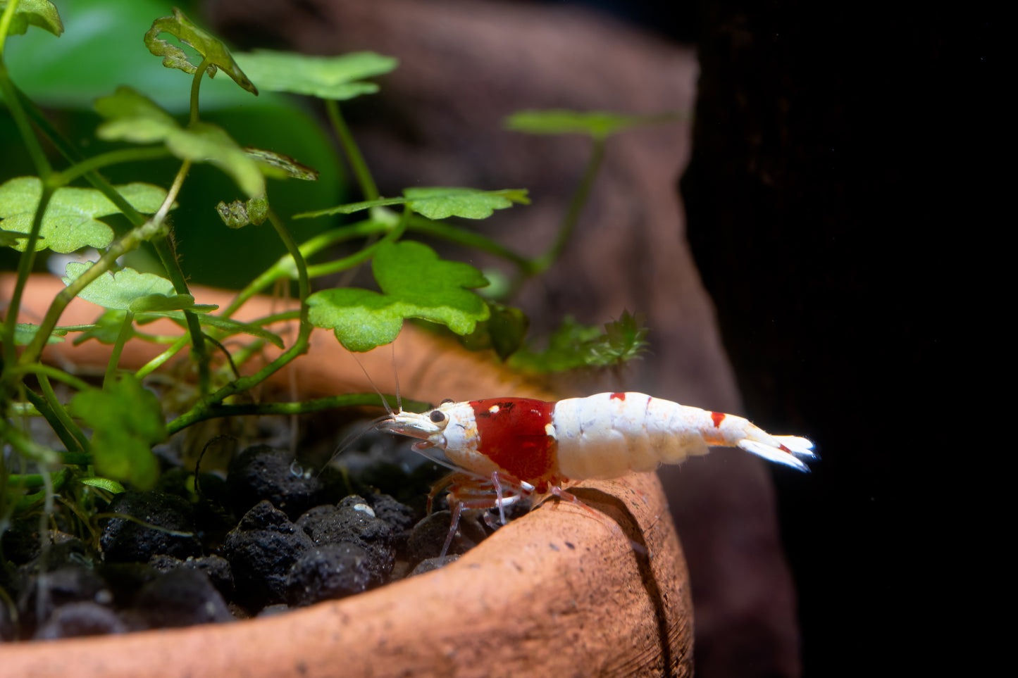 Crystal Red Shrimp