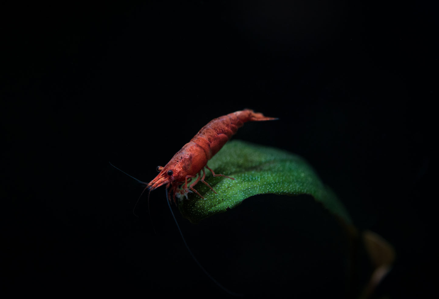 Painted Fire Red Shrimp