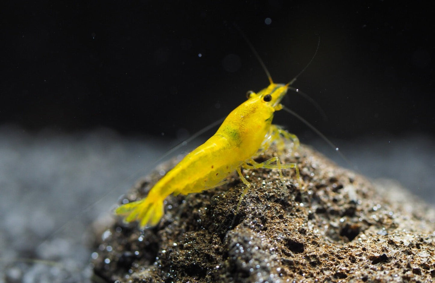 Yellow King Kong Shrimp