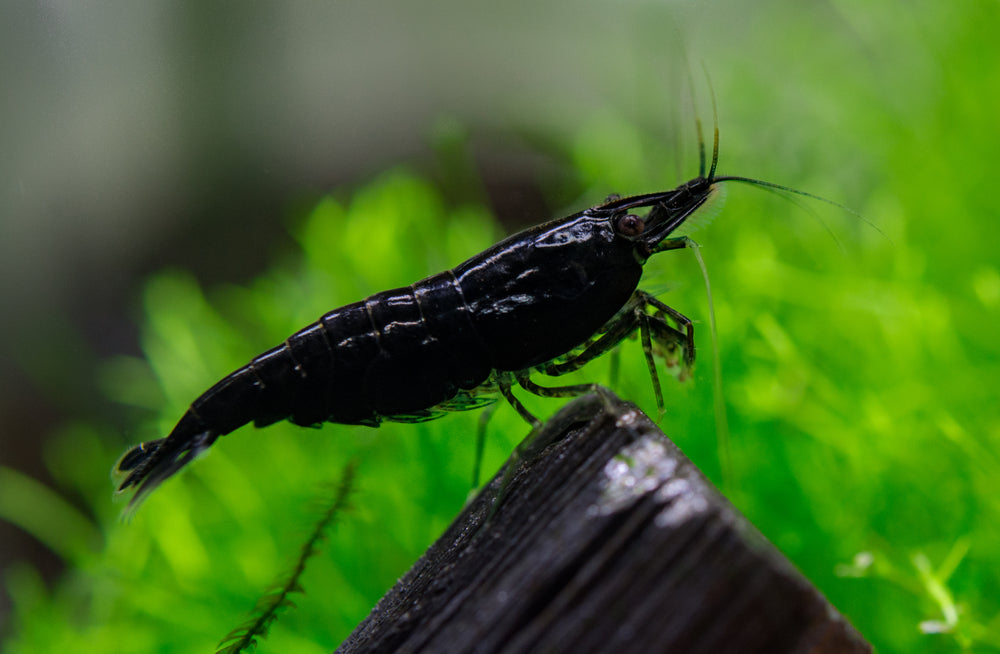Black Rose Cherry Shrimp for sale. Beautiful Neocaridina freshwater aquarium shrimp from Cherry Shrimp Canada