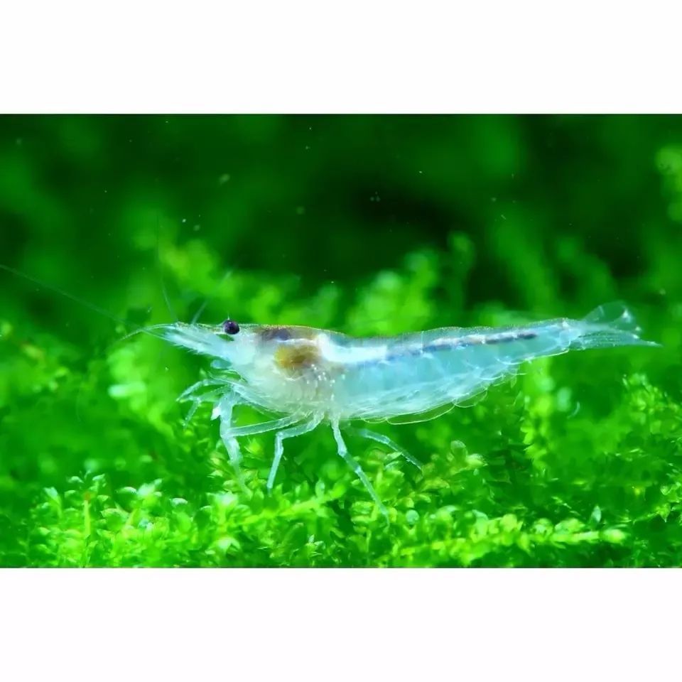 Snowball White Shrimp