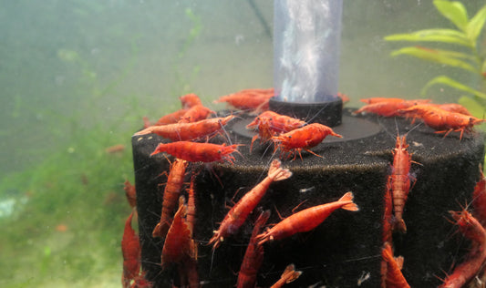 Beginner's Guide to Freshwater Aquarium Shrimps
