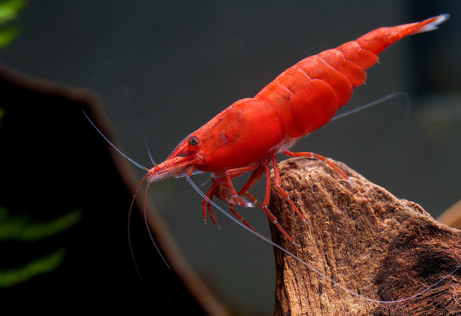 Live Freshwater Shrimp for Sale in Canada – Premium Aquarium Shrimp with Express Shipping