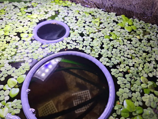 Aquarium Floating Plant Rings