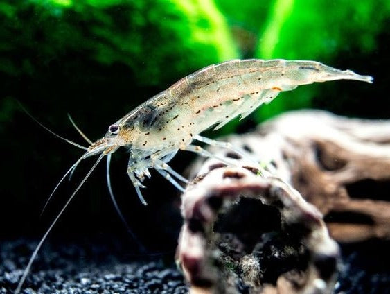 Amano Shrimp