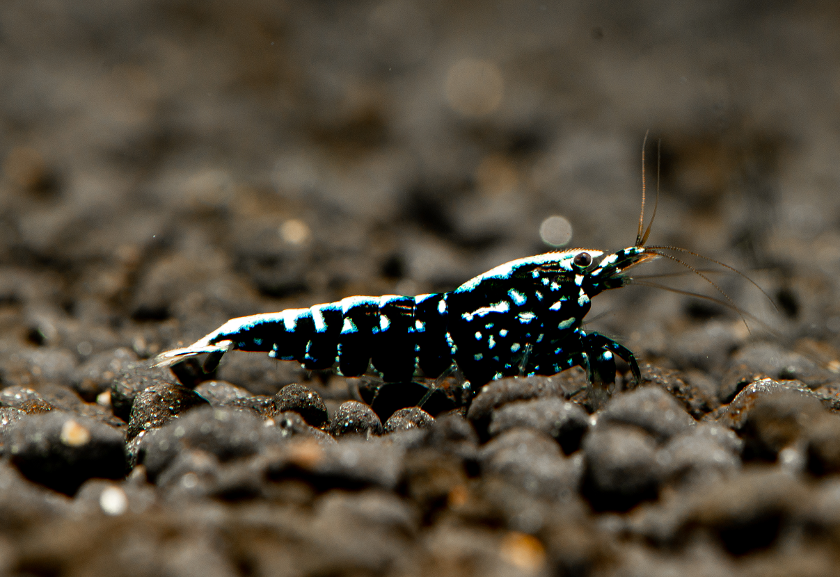 Black Pinto Shrimp