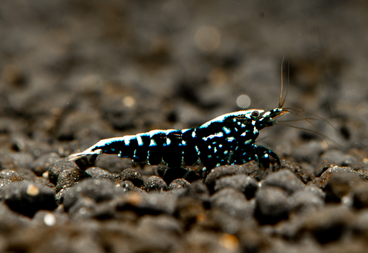 Black Pinto Shrimp