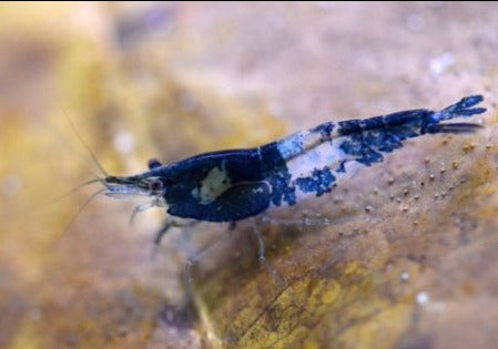 Blue Rili Shrimp