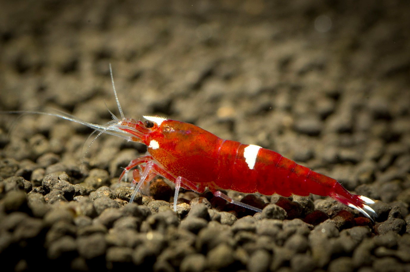 Red King Kong Shrimp