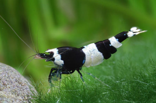 Crystal Black Shrimp