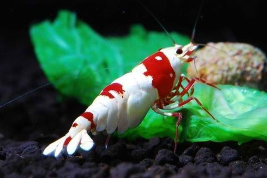 Crystal Red Shrimp