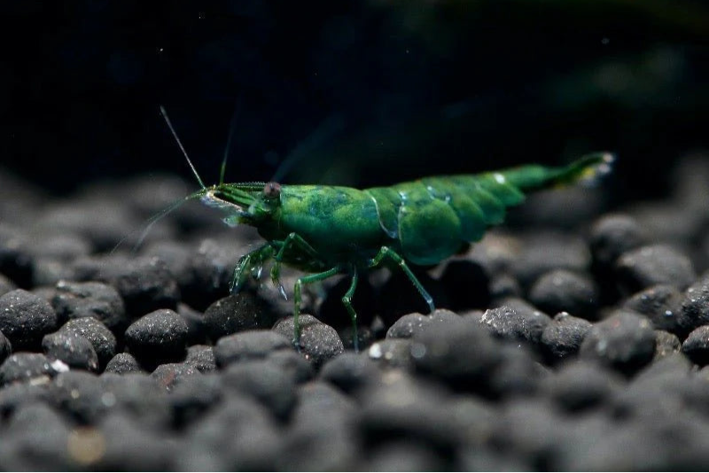 Green Jade Shrimp (Neocaridina davidi)