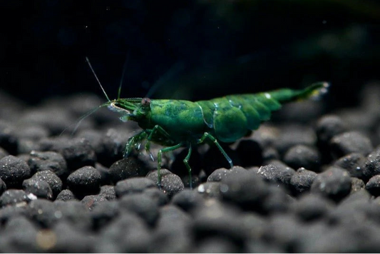 Green Jade Shrimp (Neocaridina davidi)