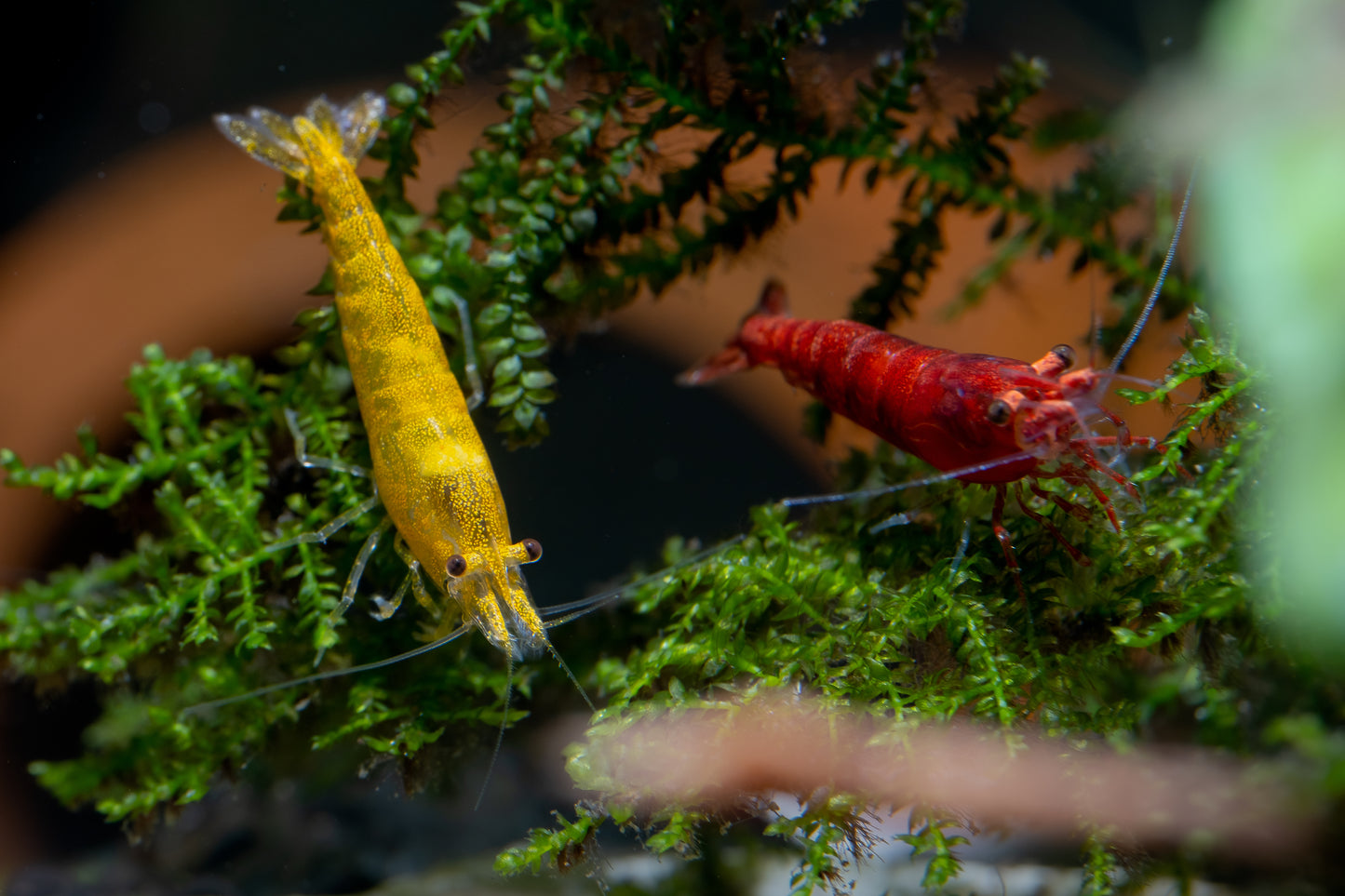 Yellow Goldenback Shrimp