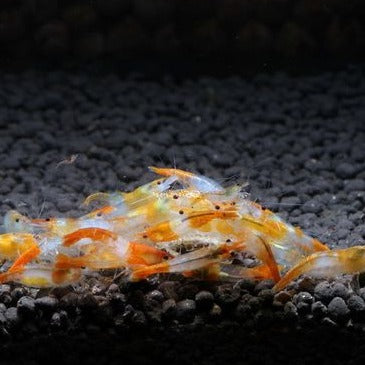 Orange Rili Shrimp