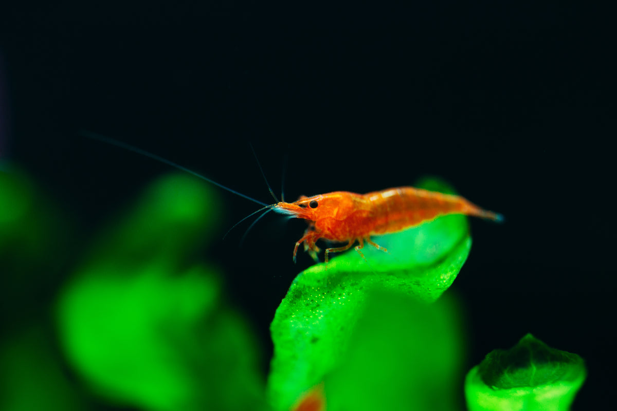Freshwater Neocaridina Aquarium Shrimp. Live Guarantee Freshwater Neocaridina Aquarium Shrimp. Live Guarantee