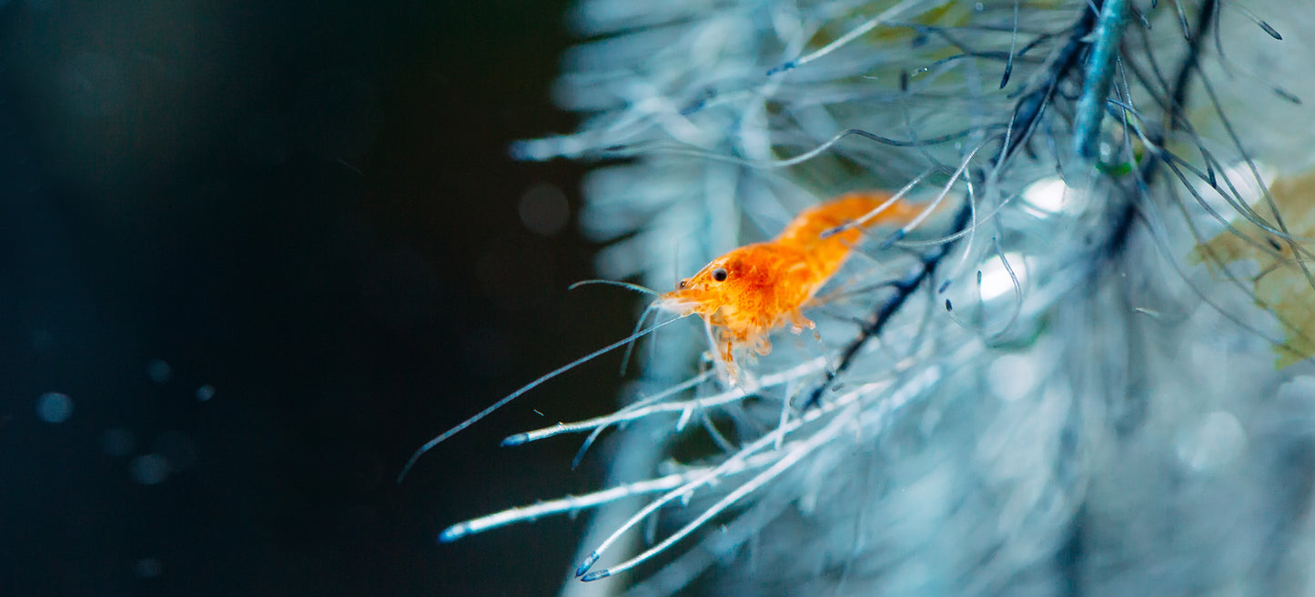 Sunkist Pumpkin Orange Shrimp