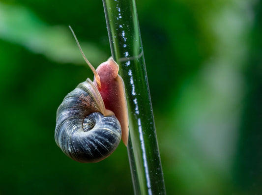 Rams Horn Snails