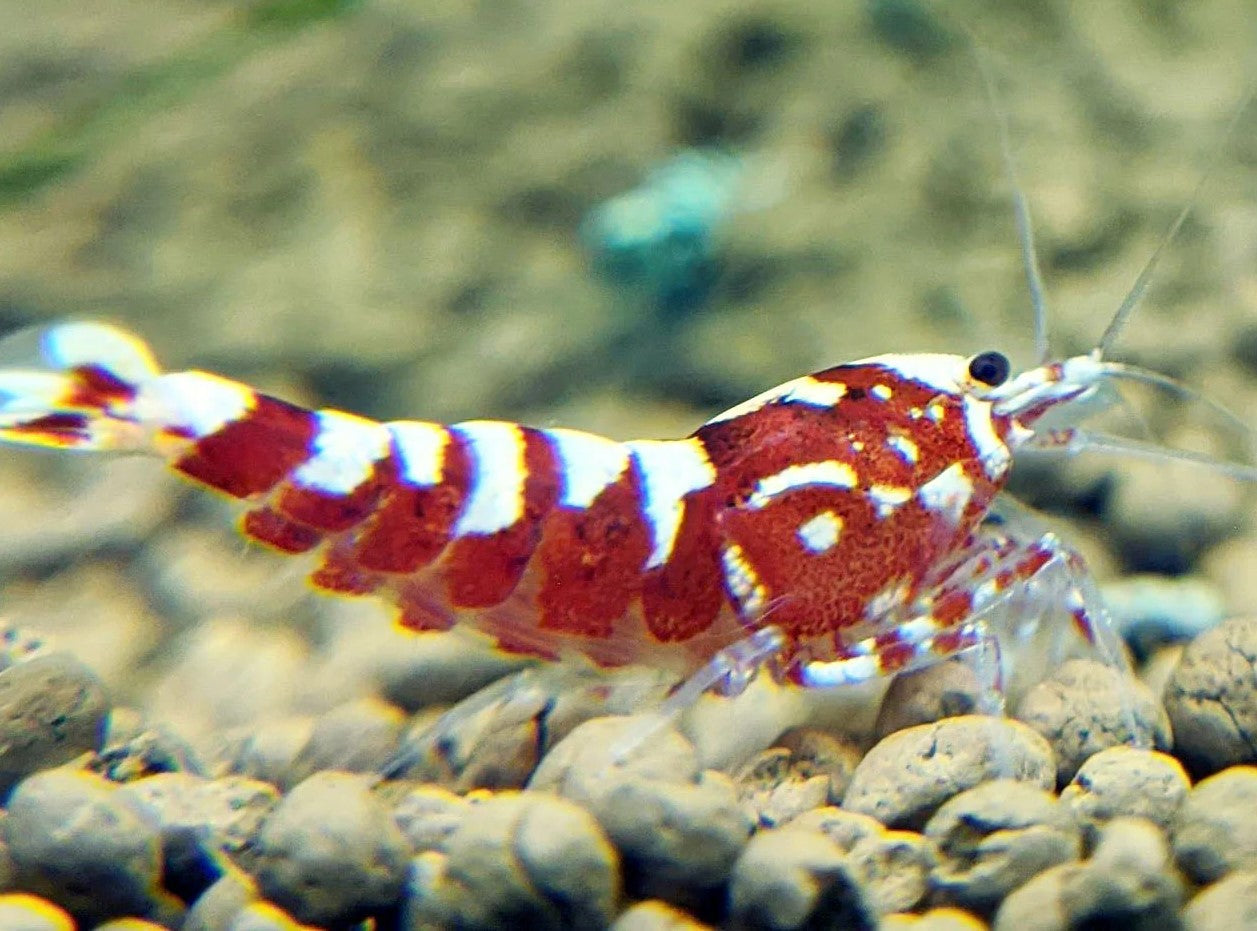 Red Pinto Shrimp