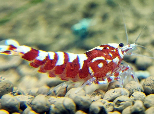 Red Pinto Shrimp