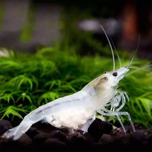 Snowball White Shrimp