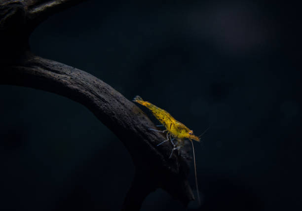 Tangerine Tiger Shrimp