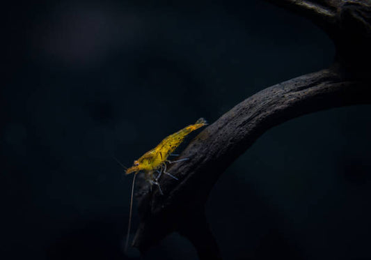 Tangerine Tiger Shrimp