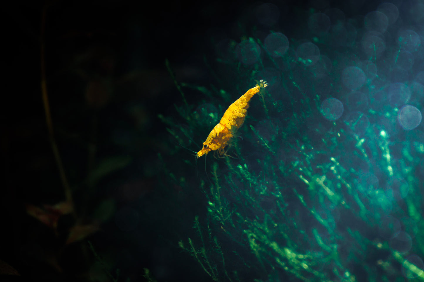 Yellow Goldenback Shrimp