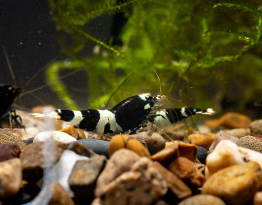 Black King Kong Shrimp