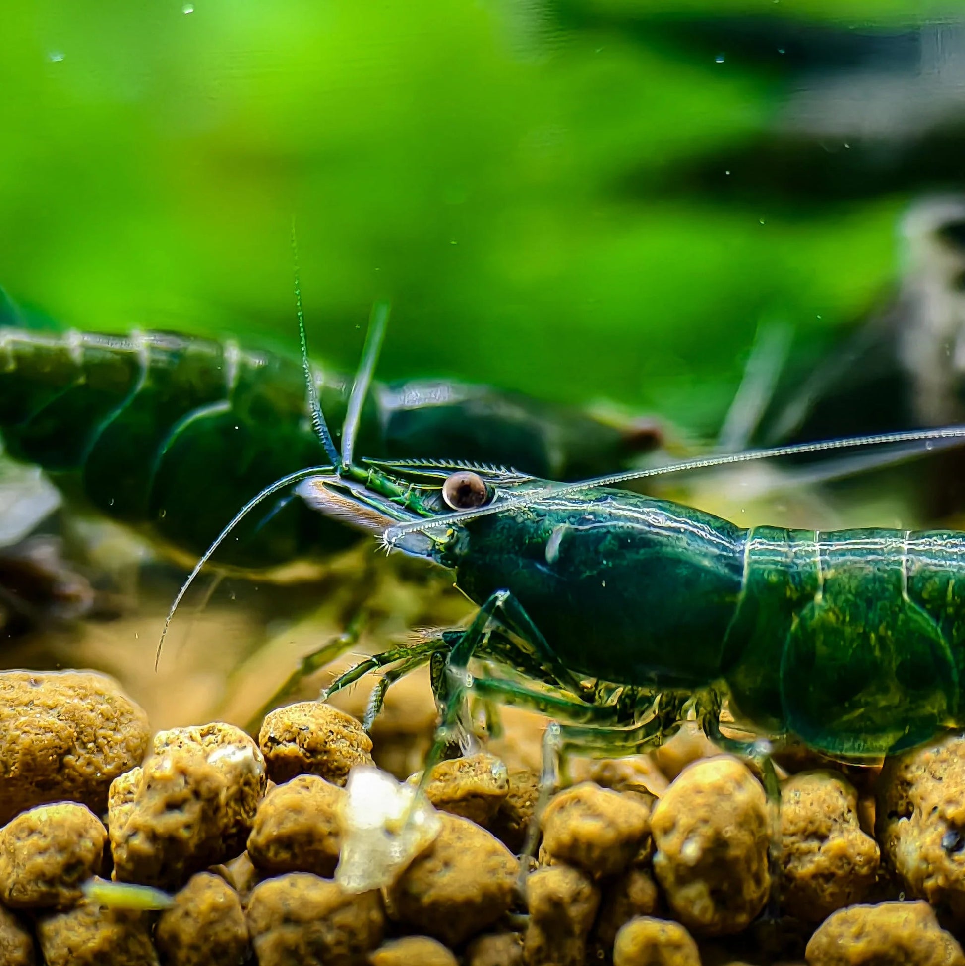 Green Jade Neocaridina shrimp in planted tank