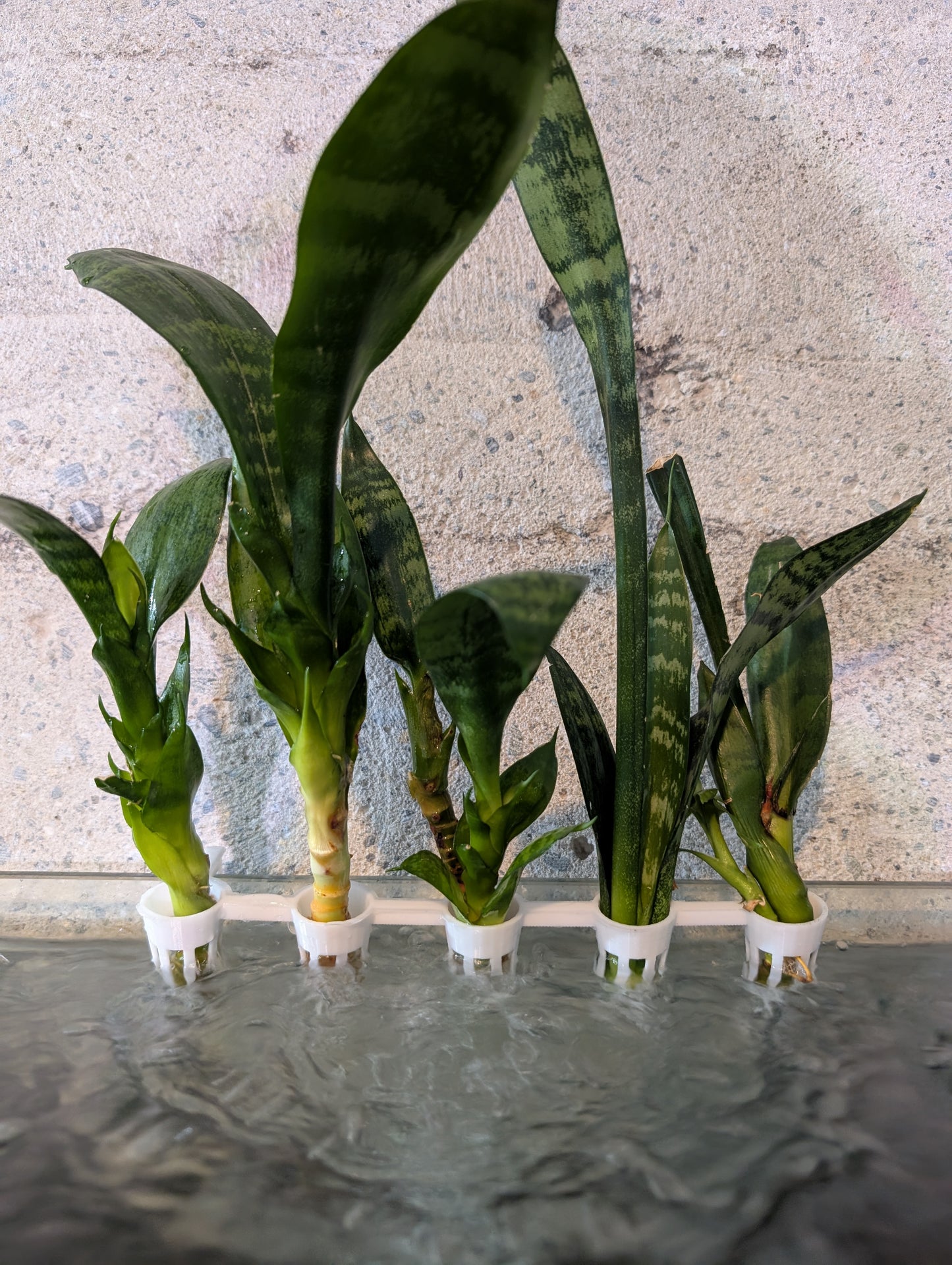 Aquaponic Hanging Cutting Pods