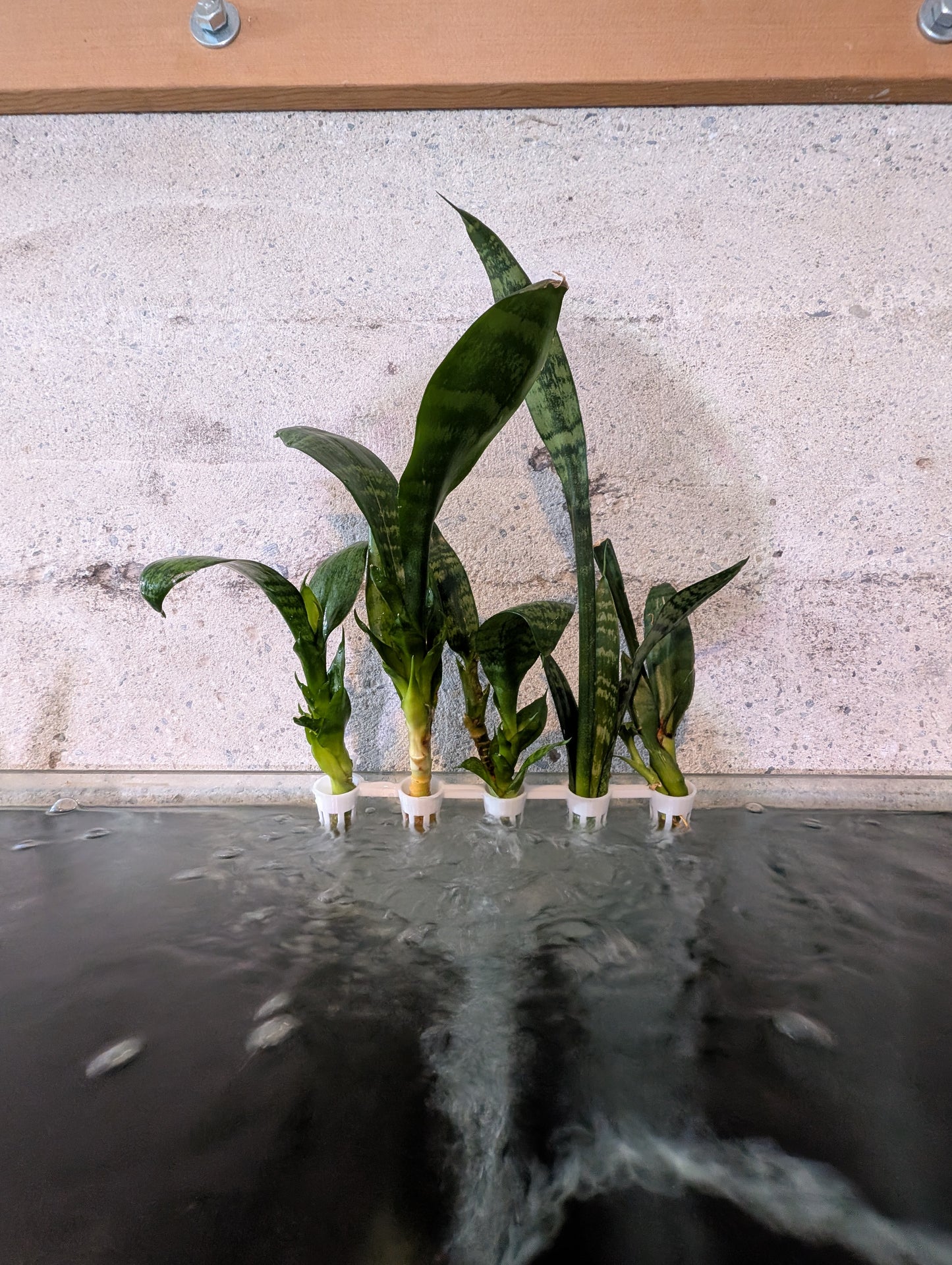 Aquaponic Hanging Cutting Pods