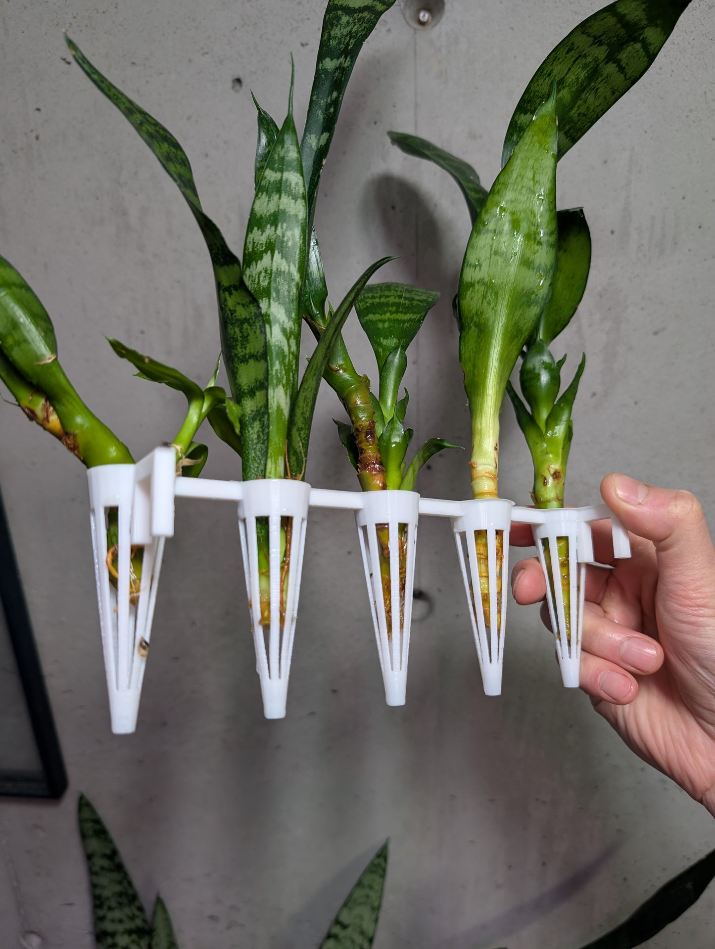 Aquaponic Hanging Cutting Pods