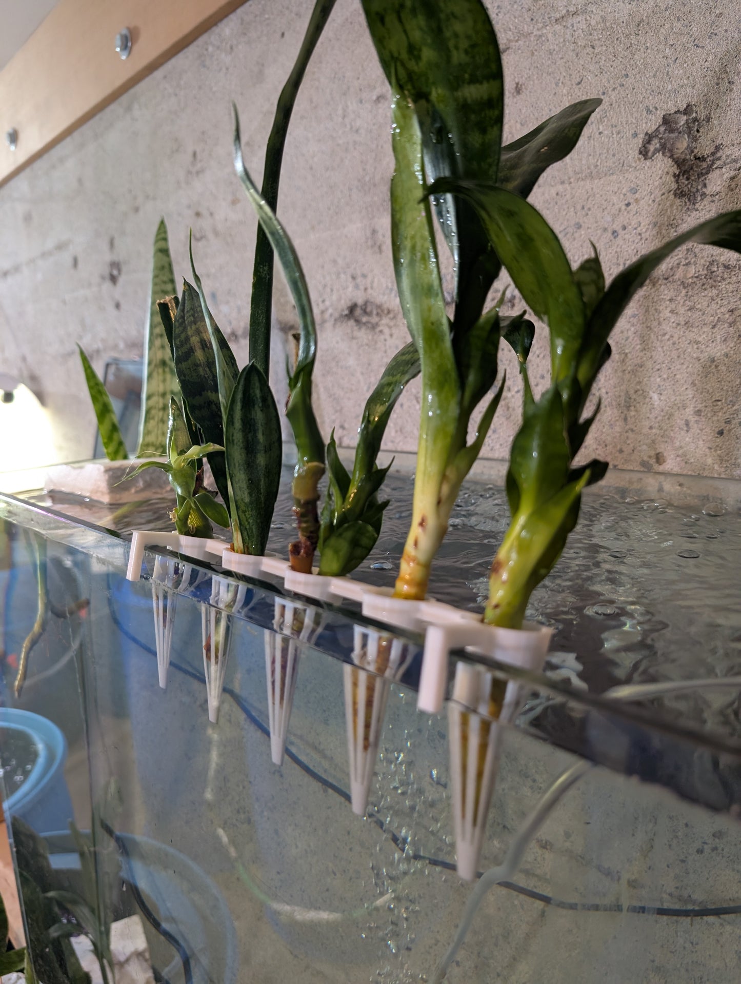 Aquaponic Hanging Cutting Pods