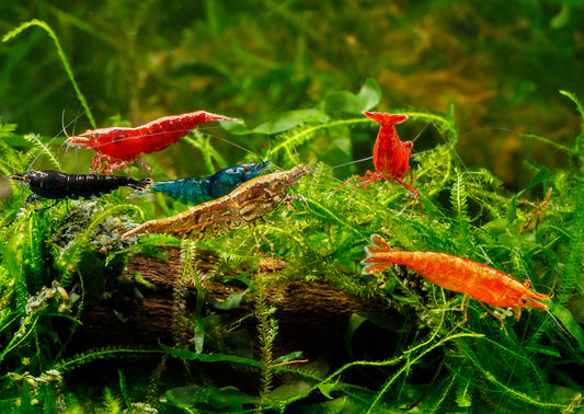 🎁 5 Free Shrimp — Express Shipping Only (No Action Needed)