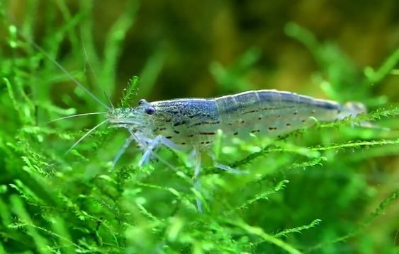 10+ Live Amano Algae Eater Shrimp (Yamato Shrimp) - Free Shipping, Freshwater Tropical