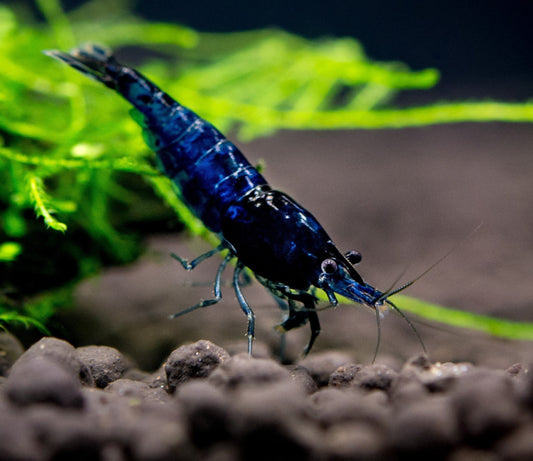 Blue Dream Cherry Shrimp for sale. These are freshwater neocaridina aquarium cherry shrimp. We deliver across Canada