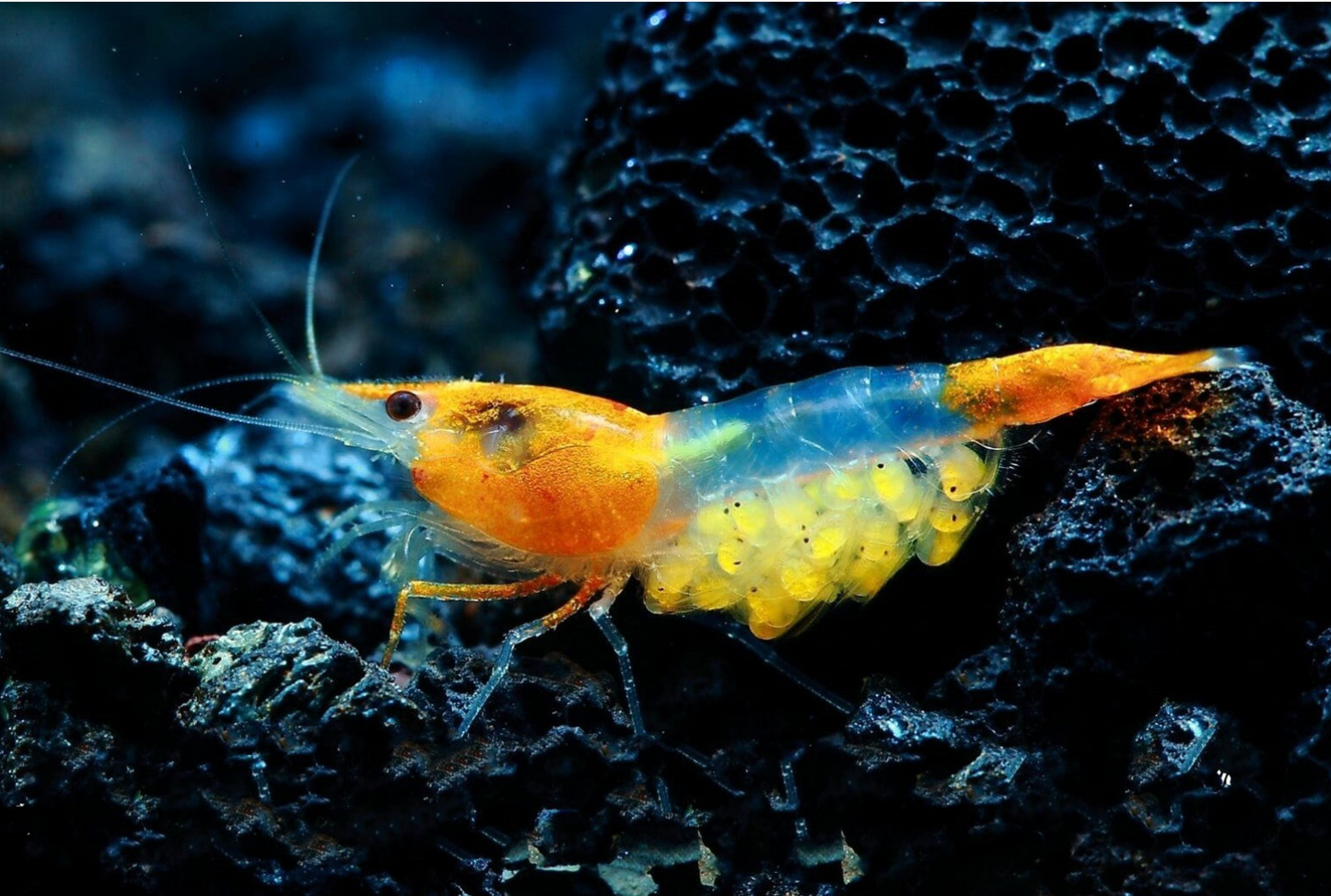 Orange Rili Cherry Shrimp with beautiful and vibrant patterns. A clear orange head and orange tip with a clear body --- see more at www.CherryShrimpCanada.com