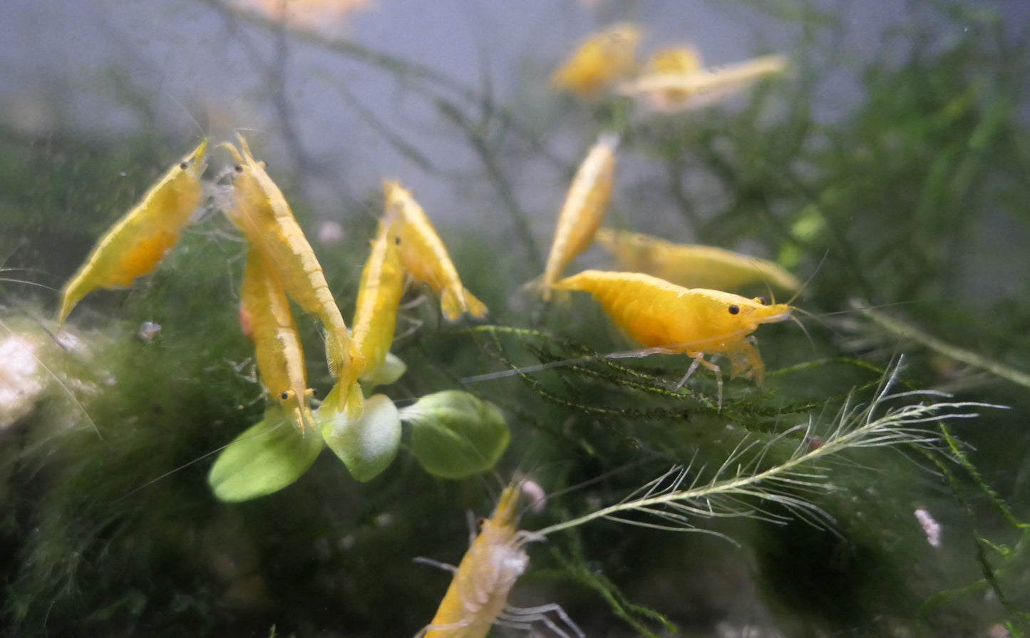 Yellow Goldenback Cherry Shrimp for sale by www.CherryShrimpCanada.com --- Our online store delivers across Canada!