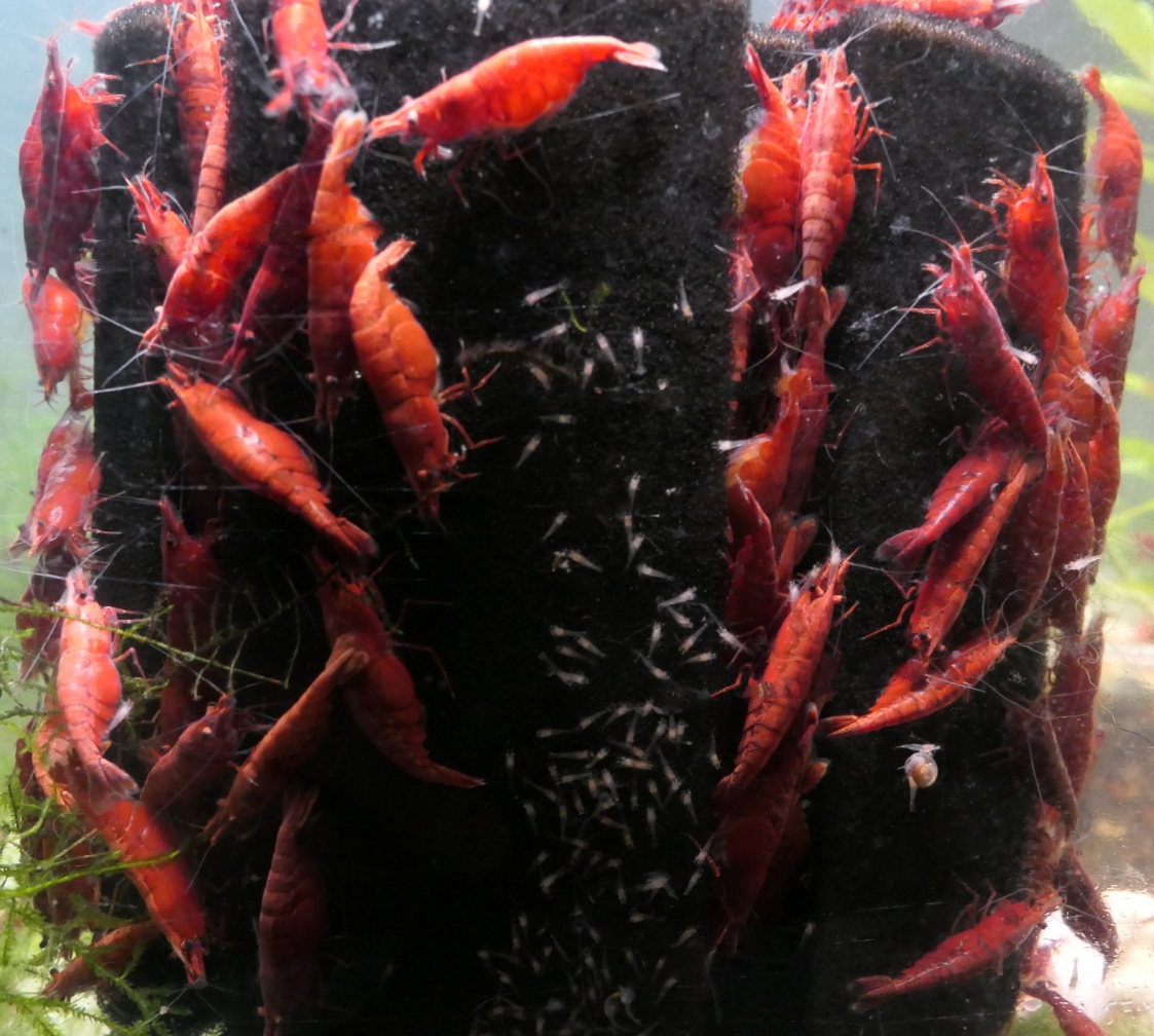 Painted Fire Red Cherry Shrimp from Cherry Shrimp Canada. Striking red colours. Bold and vibrant red.