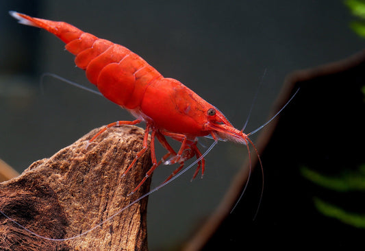 Painted Fire Red Cherry Shrimp from Cherry Shrimp Canada. Striking red colours. Bold and vibrant red.