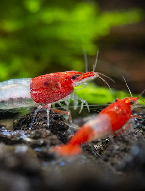 Red Rili Cherry Shrimp from www.CherryShrimpCanada.com --- Our online store delivers across Canada and we're delighted to offer these remarkable red rili cherry shrimp!