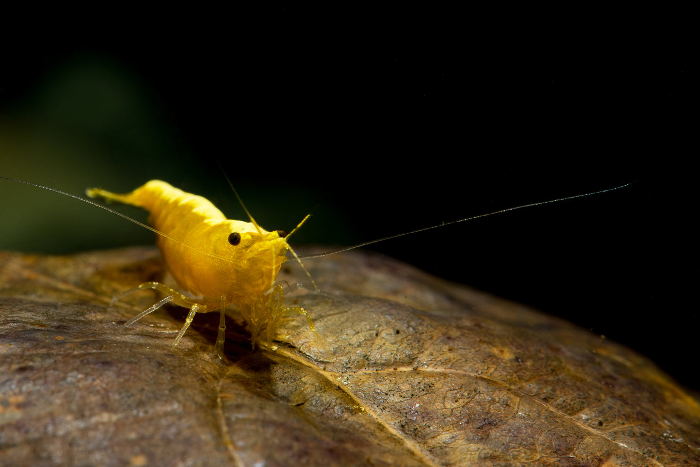 Yellow Goldenback Cherry Shrimp for sale by www.CherryShrimpCanada.com --- Our online store delivers across Canada!